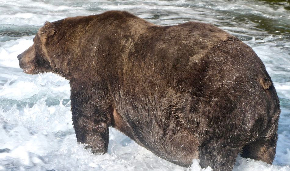 Chú gấu Super-chonk 747 là ứng cử viên cho ngôi vị của Fat Bear Week năm nay. Ảnh: Explore.org. Ngắm những chú gấu béo trước giấc ngủ đông -0