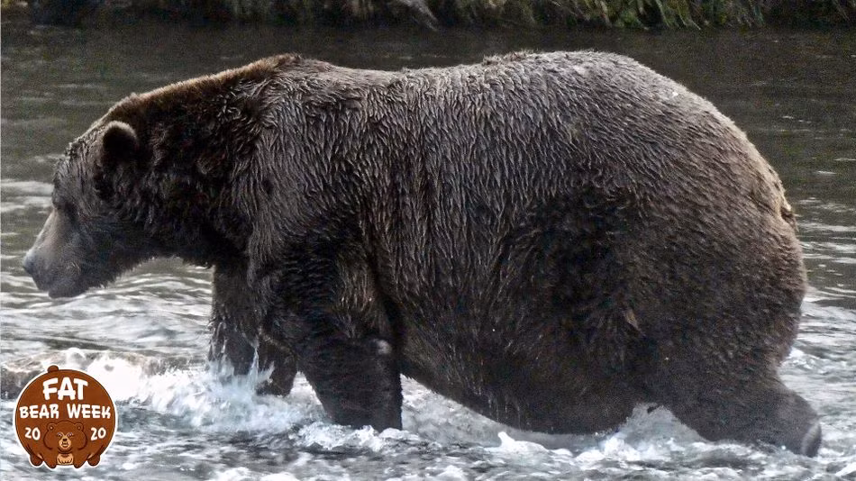 Ngắm những chú gấu béo trước giấc ngủ đông -0