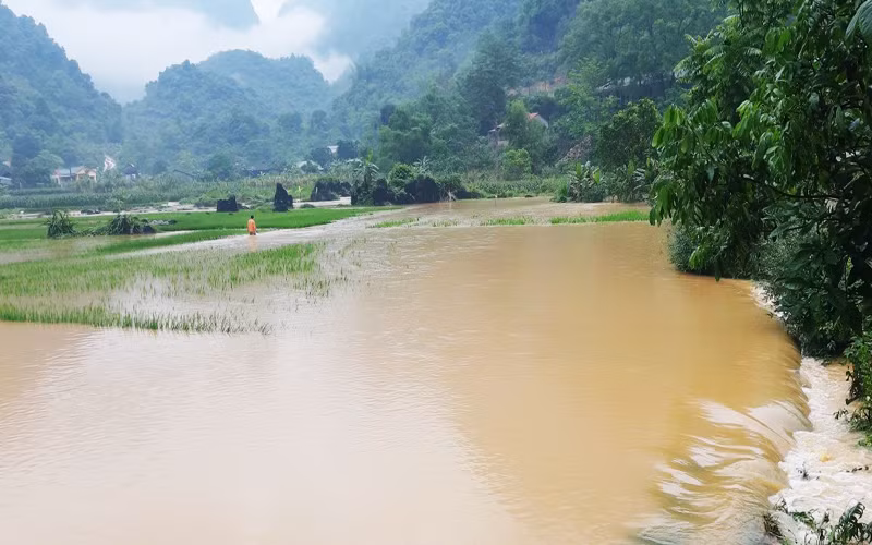 Mưa lũ làm ngập úng cây trồng tại huyện Hà Quảng (Cao Bằng).