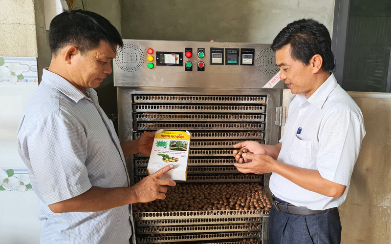 Cán bộ Phòng nông nghiệp huyện Tuy Đức hướng dẫn cho xã viên hợp tác xã ứng dụng công nghệ cao vào khâu chế biến hạt mắc-ca. Xây dựng thương hiệu sản phẩm nông nghiệp chủ lực Tuy Đức -0