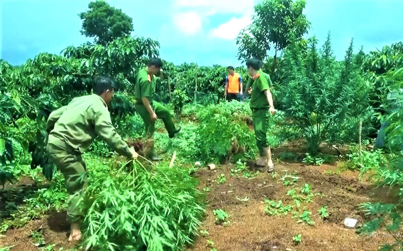 Sau khi phát hiện, Công an huyện Ea H’leo tiến hành nhổ bỏ và tiêu hủy toàn bộ số cây cần sa trồng trái phép theo quy định.