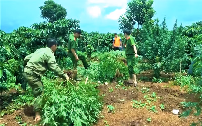 Sau khi phát hiện, Công an huyện Ea H’leo tiến hành nhổ bỏ và tiêu hủy toàn bộ số cây cần sa trồng trái phép theo quy định.