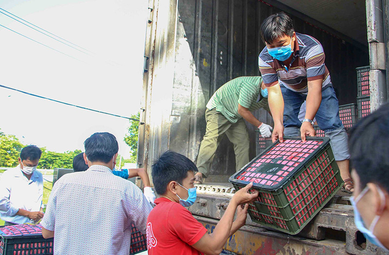 Xe vận chuyển vải thiều từ Bắc Giang đến TP Cần Thơ tiêu thụ. Cần Thơ kết nối tiêu thụ 240 tấn vải thiều Bắc Giang -0