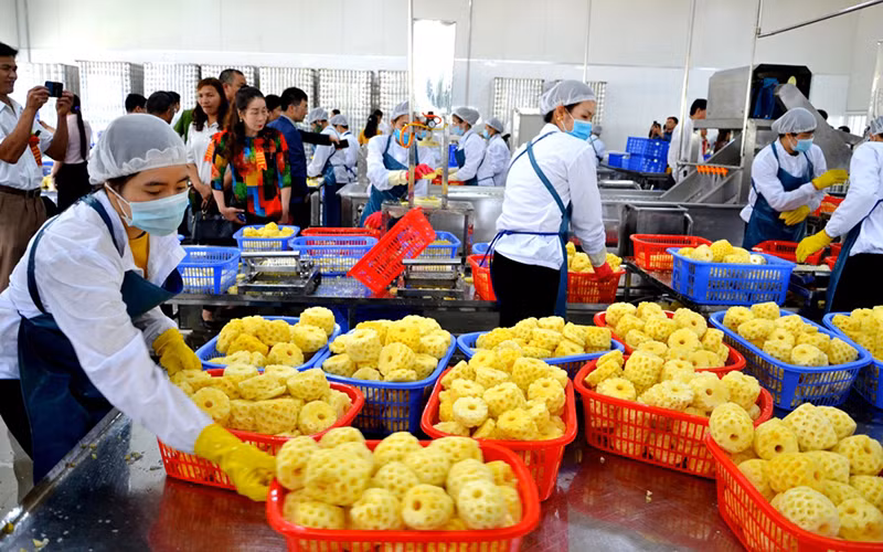 Nhà máy chế biến dứa hộp xuất khẩu ở huyện vùng cao Mường Khương, góp phần tạo việc làm và thu nhập ổn định cho nhiều lao động ở địa phương. 
