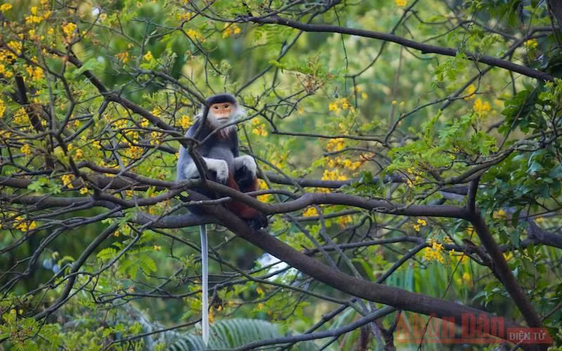 Voọc chà vá chân nâu giữa rừng hoa lim xẹt bán đảo Sơn Trà