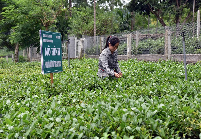 Mô hình trồng chè theo tiêu chuẩn VietGap tại xã Ba Trại, huyện Ba Vì. Ảnh: Duy Linh 10 sự kiện tiêu biểu của Thủ đô Hà Nội năm 2020 -0