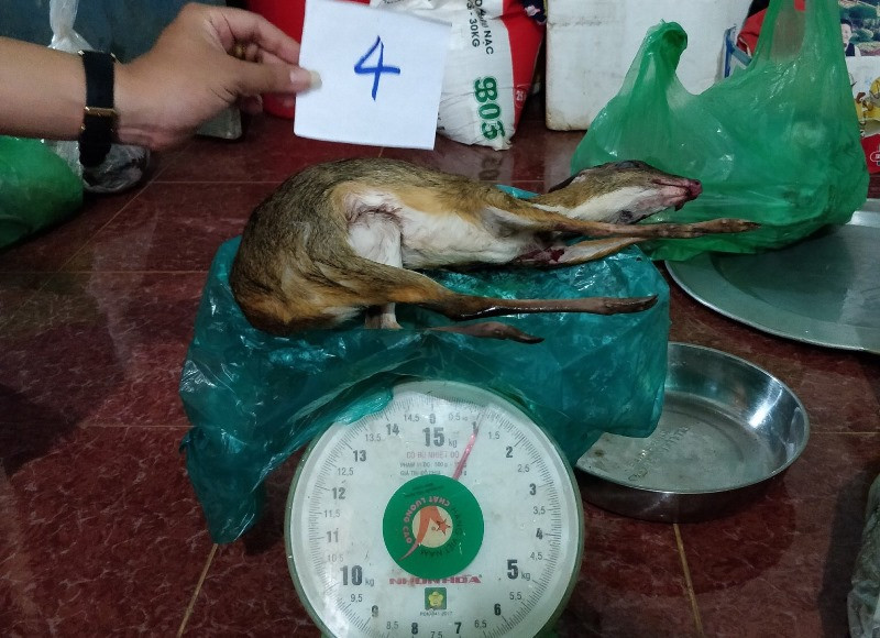 Cơ quan công an đã tịch thu nhiều động vật hoang dã là thú rừng mua bán trái phép.