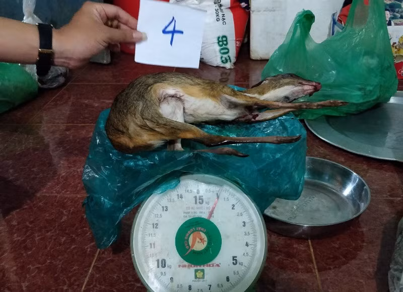 Cơ quan công an đã tịch thu nhiều động vật hoang dã là thú rừng mua bán trái phép.