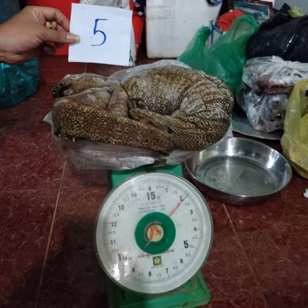 Khởi tố đối tượng mua bán động vật hoang dã -1