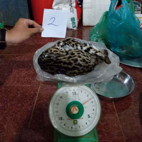 Khởi tố đối tượng mua bán động vật hoang dã -0