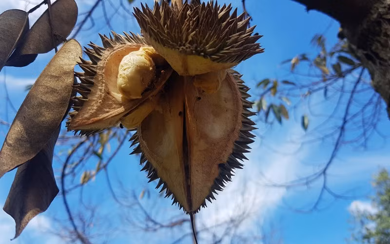Nắng hạn nghiêm trọng khiến vườn sầu riêng cho thu hoạch nhiều năm nay tại huyện Vĩnh Linh nhiều cây bị chết, quả rụng và khô nứt nẻ.