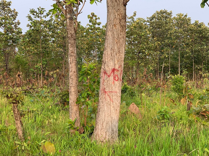 Một cây rừng có đường kính lớn còn sót lại nằm giữa khu rừng do Làng thanh niên lập nghiệp Ia Lốp, huyện Ea Súp bị tàn phá được các đối tượng đánh dấu mốc. Thêm hàng trăm ha rừng tự nhiên ở Đắk Lắk bị tàn phá -0