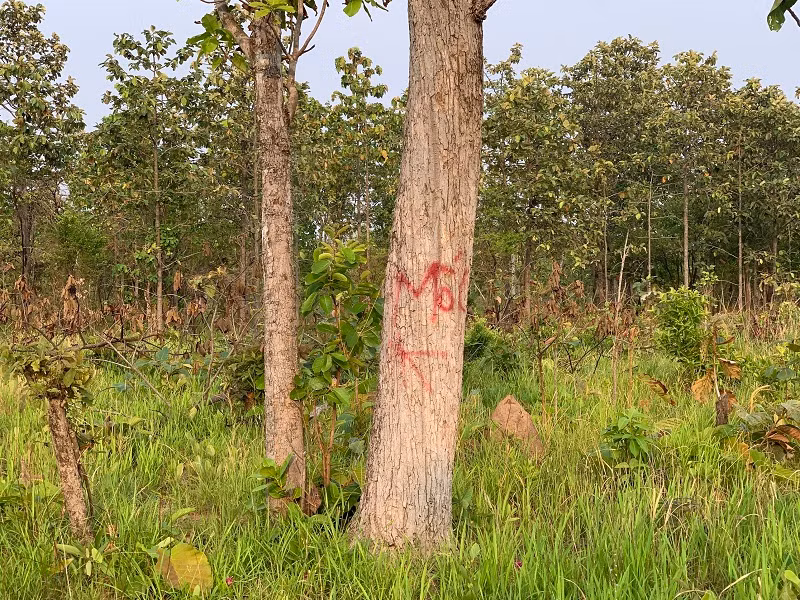 Thêm hàng trăm ha rừng tự nhiên ở Đắk Lắk bị tàn phá -0