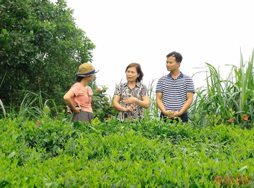Bài 3: Hồi sinh một vùng chè huyền thoại -0