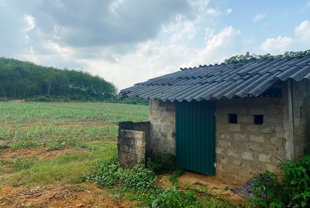 Bà Nguyễn Thị Hồng cho biết, trồng cam vất vả như chăm con mọn. Trước đây khoảng đồi mênh mông phía trước trồng cam nên vợ chồng bà phải làm căn lều này để thức theo dõi cam. Nay cam bị chặt hết chuyển sang trồng mía, căn lều bỏ hoang. Bài 2: Cam sạch, mất sạch! -0