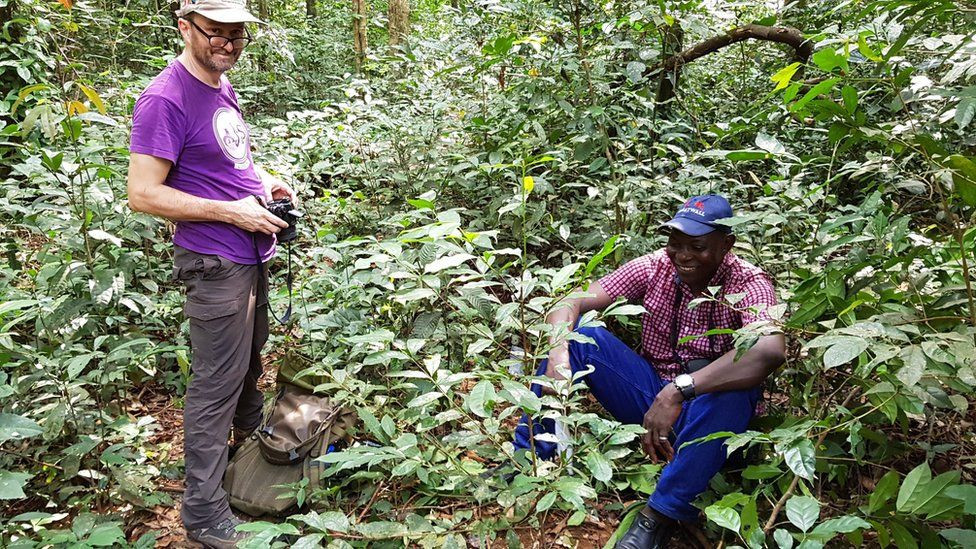 Loài cà phê stenophylla được tái phát hiện mọc hoang dã ở Sierra Leone. Ảnh: RBG KEW. Tái phát hiện một loài cà phê bị lãng quên nhiều thập kỷ -0