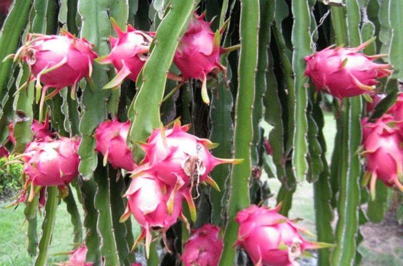 Ủy ban châu Âu vừa ra quyết định, tăng tần suất kiểm tra đối với các lô hàng xuất khẩu thanh long của Việt Nam từ 10% lên 20%.