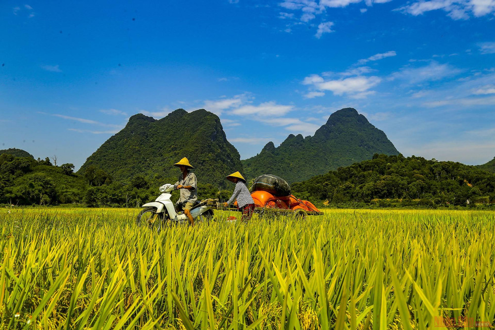 Phương tiện chuyên chở lúa chủ yếu của bà con nông dân hiện nay là xe công nông, xe trâu, một số nơi dùng cả xe máy kéo. 9_mua_gat_anh_son-1621126654565.jpeg