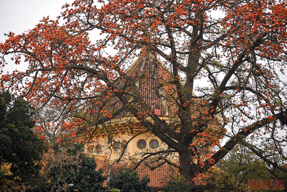 Hà Nội rực rỡ mùa hoa tháng 3 -0