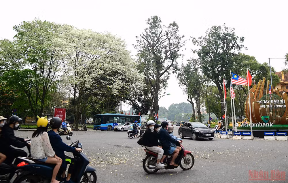 Hà Nội rực rỡ mùa hoa tháng 3 -0