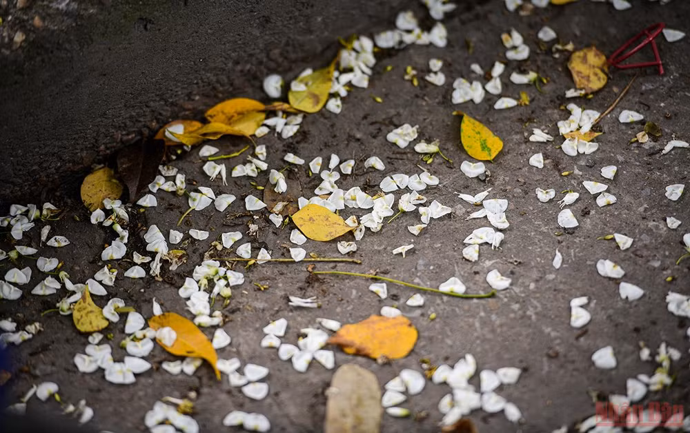 Hà Nội rực rỡ mùa hoa tháng 3 -0