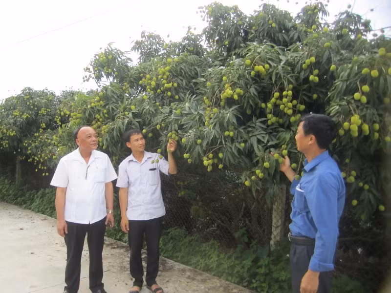 Thăm vườn vải lai chín sớm ở xã Tam Đa, huyện Phù Cừ, tỉnh Hưng Yên.