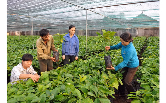 Kiểm tra giống cây cà-phê tại Vườn ươm giống cây trồng Eakmat Tây Nguyên, thành phố Buôn Ma Thuột (Đắk Lắk). Ảnh: NGỌC MAI