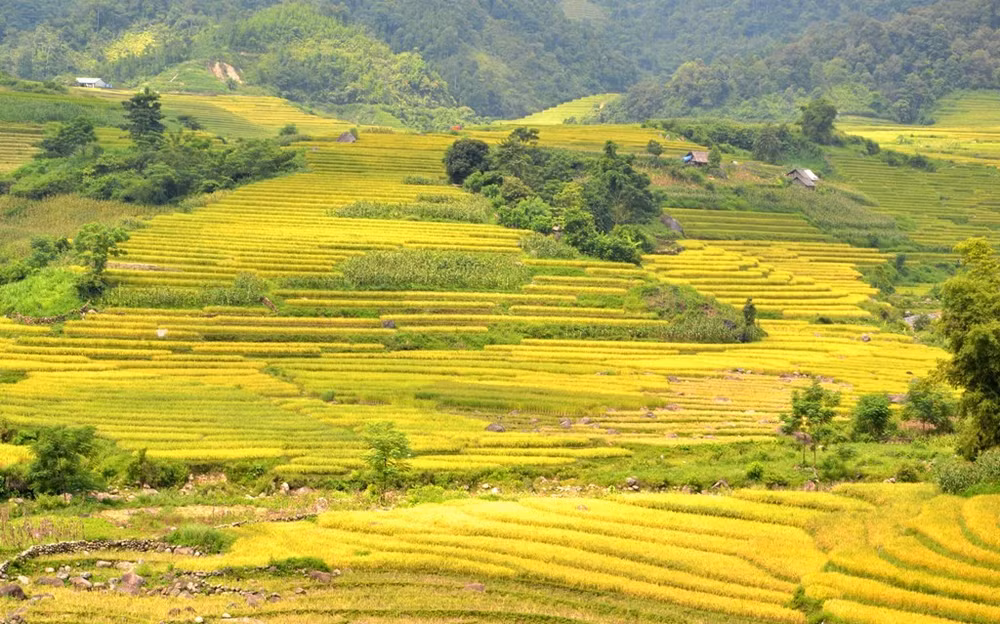 Ruộng bậc thang vàng ruộm lúa chín. (Ảnh: QUỐC HỒNG).