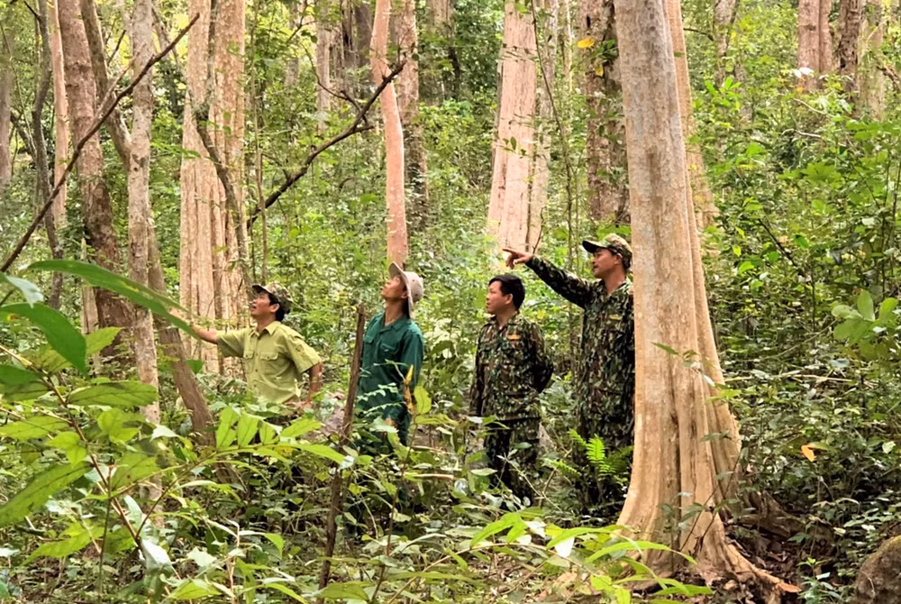 Nỗ lực giữ “lá phổi” xanh cho Tây Nguyên -0