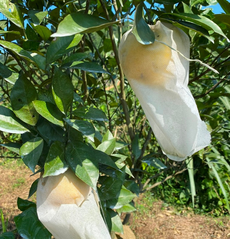 Cam của HD Farm được trồng và chăm sóc tỉ mỉ theo phương pháp hữu cơ, có giá trị cao và bảo đảm vệ sinh an toàn thực phẩm, được khách hàng tin dùng. Bài 3: Bài học phát triển nông nghiệp bền vững -0