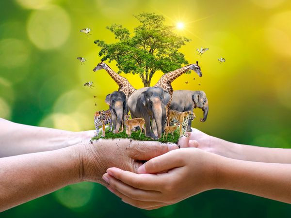 Ngày Động, thực vật hoang dã thế giới 3-3. Ảnh: People. Ngày Động, thực vật hoang dã thế giới năm 2021: Bảo vệ rừng và sinh kế -0
