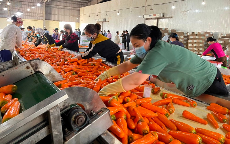 Hải Dương đang tìm mọi giải pháp túc đẩy tiêu thụ gần 50 nghìn tấn cà rốt. Quyết liệt đẩy lùi dịch bệnh, phát triển kinh tế - xã hội ở Hải Dương -0