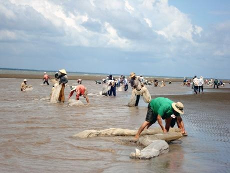 Thu hoạch nghêu ở Hợp tác xã Rạng Ðông.