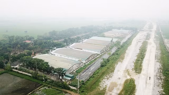 Nơi chăn nuôi lợn gây ra tình trạng ảnh hưởng nặng nề đến cuộc sống người dân.