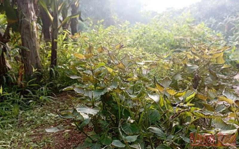 Hoa màu của dân bị hư hại. (Ảnh: TL) Lào Cai làm rõ nguyên nhân hàng chục ha hoa màu của người dân bất ngờ chết héo -0