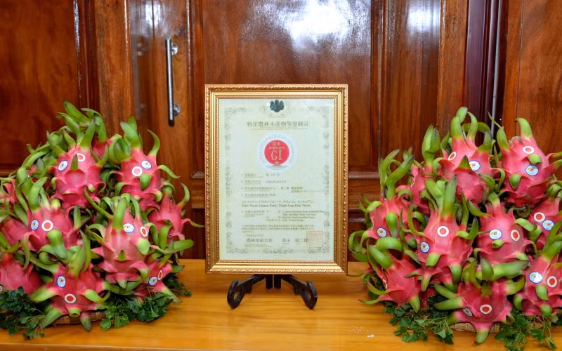 Bằng bảo hộ chỉ dẫn địa lý thanh long Bình Thuận tại Nhật Bản và thanh long Bình Thuận xuất khẩu qua Nhật Bản có dán hai tem Chỉ dẫn địa lý của Bình Thuận và của Nhật Bản (GI).