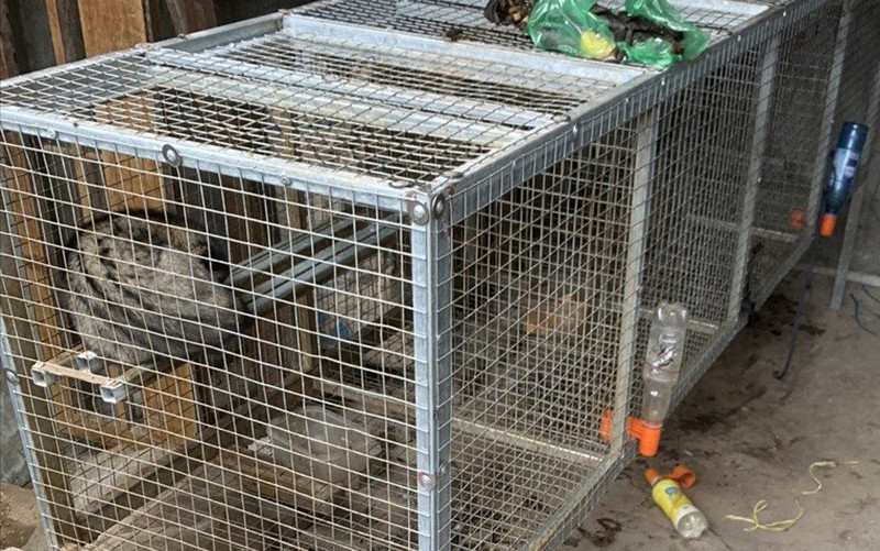Lực lượng chức năng Đà Nẵng phát hiện một nhà dân nuôi nhốt động vật hoang dã và trữ thịt ngày 9/12. Tăng cường biện pháp ngăn chặn nạn buôn bán động vật hoang dã -0