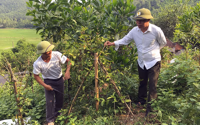 Nông dân phường Châu Sơn, TP Sông Công (tỉnh Thái Nguyên) trồng cây ba kích dưới tán rừng cho thu nhập cao. 