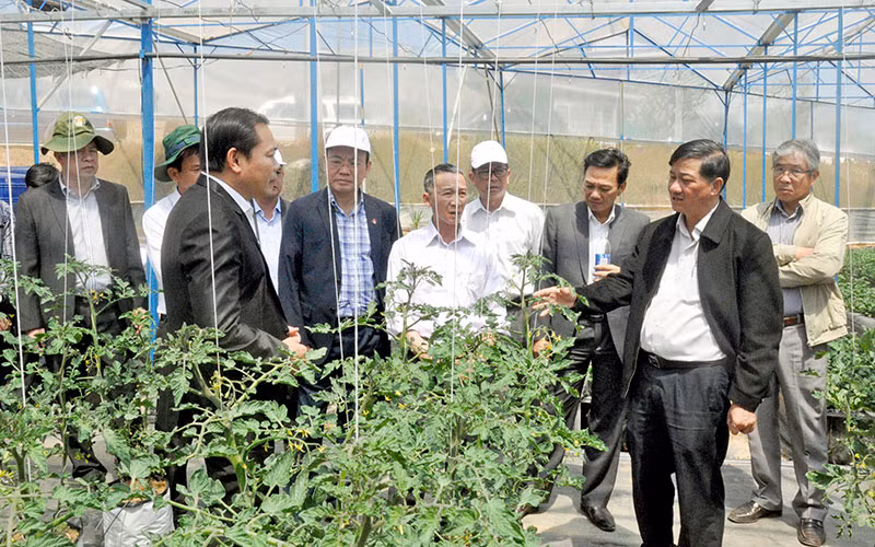 Lãnh đạo tỉnh Lâm Ðồng thăm nông trại của Hợp tác xã dịch vụ nông nghiệp tổng hợp Sunfood Ðà Lạt. 