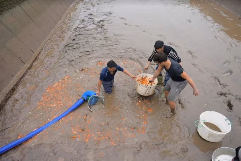 Người dân làng Thủy Trầm thu hoạch cá chép đỏ kịp thời cung ứng ra thị trường.