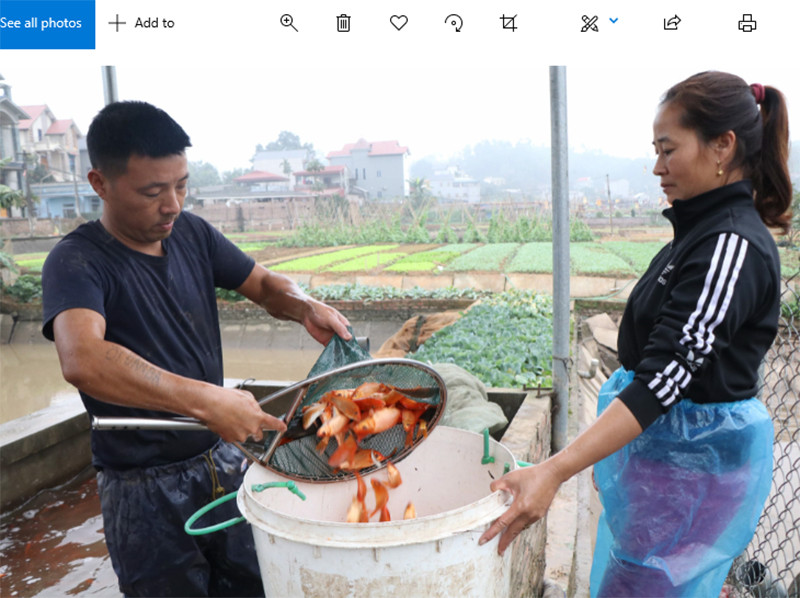 Người dân thu hoạch cá chép giao cho các thương lái. Làng cá chép đỏ Thủy Trầm tất bật phục vụ ông Công, ông Táo -0