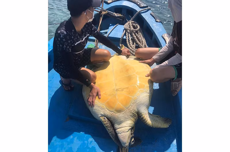 Cá thể rùa biển quý hiếm được ngư dân Phú Quý chở ra cách bờ khoảng 5 hải lý thả về đại dương.