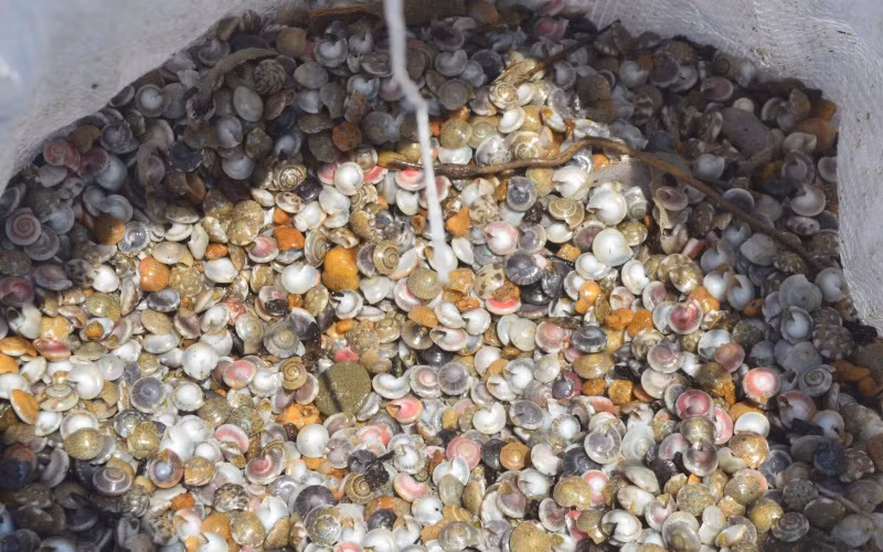 Ốc gạo bé tí, màu sắc sặc sỡ là sản vật mà biển khơi ban tặng.