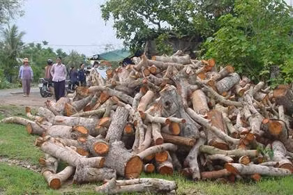 Gỗ rừng phục vụ các lò sấy thuốc lá.