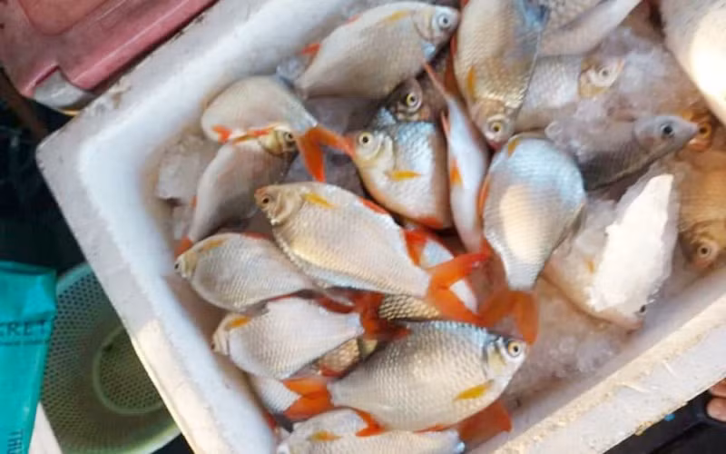 Cá chết bán xác với giá rẻ.