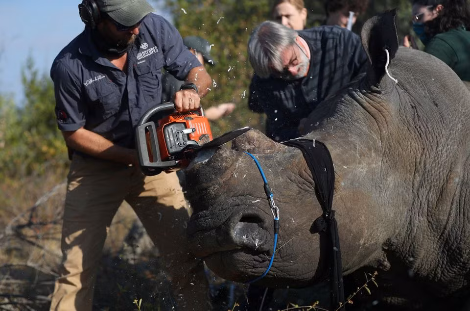 Nạn săn trộm tê giác gia tăng trở lại ở Nam Phi -0