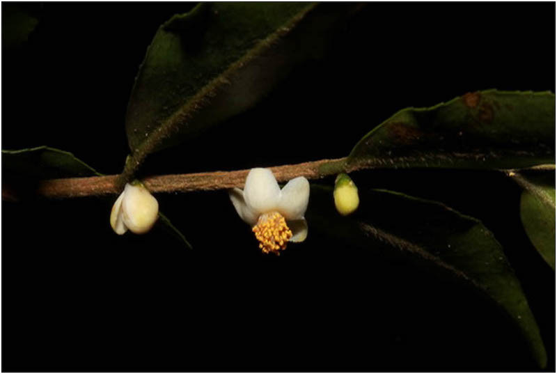 Trà hoa tý hon - Camellia flosculora (Nguồn: Vườn quốc gia Bidoup-Núi Bà). Công bố bốn loài thực vật mới có xuất xứ từ Vườn quốc gia Bidoup-Núi Bà -0