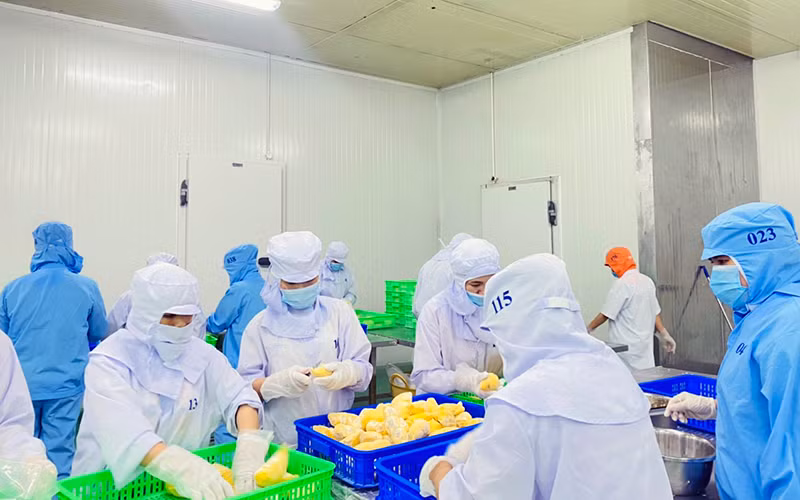 Sơ chế sầu riêng xuất khẩu tại Công ty TNHH xuất nhập khẩu trái cây Chánh Thu. (Ảnh MINH ANH)　 