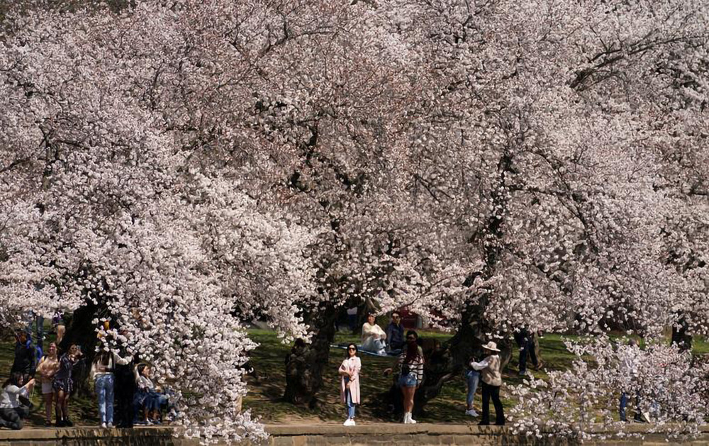 Hoa anh đào đang bung nở chung quanh hồ Tidal Basin, tạo nên một không gian thanh bình và căng tràn sức xuân. Lễ hội Hoa anh đào nở năm nay sẽ bắt đầu diễn ra từ cuối tuần này và kéo dài đến ngày 17/4. Đây là sự kiện diễn ra thường niên nhằm kỷ niệm món quà hữu nghị mà Nhật Bản đã tặng Mỹ vào năm 1912 - gần 3.000 cây hoa anh đào - và mối quan hệ hợp tác giữa hai quốc gia. hoa anh đào -0