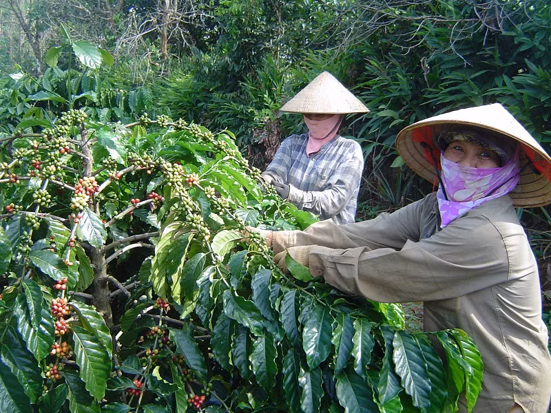 Do giá giá cà-phê, tiêu, sao su giảm ở mức thấp kéo dài trong nhiều năm khiến nhiều Công ty cà-phê trên địa bàn tỉnh Đắk Lắk sản xuất, kinh doanh thua lỗ không có tiền đóng BHXH, BHYT, BHTN cho người lao động.
